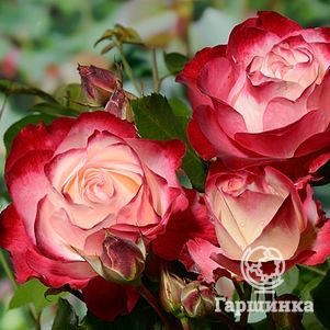 

Роза Жюбиле дю Принс де Монако флорибунда, Топалович (лиц)