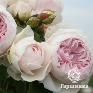 Роза Герцогиня Кристиана флорибунда, Кордес (лиц)