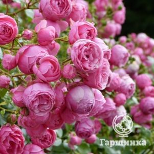 

Роза Помпонелла флорибунда, Топалович (лиц)