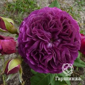 

Роза Перпл Эден флорибунда, Викс (лиц)