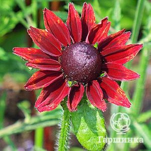 

Рудбекия Черри Бренди