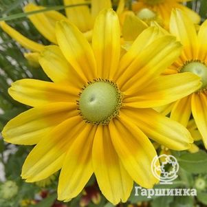 

Рудбекия Прери Сан