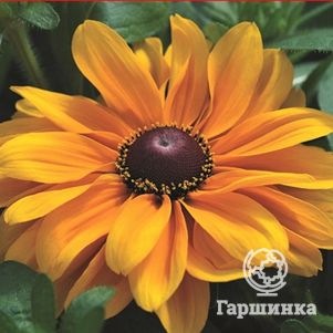 

Рудбекия Тайгер Ай Голд