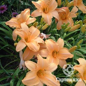 

Лилейник Рафлд Априкот