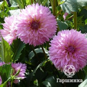 

Георгина Сакура Фубуки декоративная