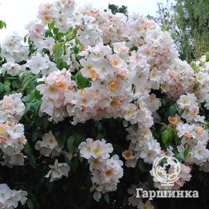 

Роза Салли Холмс мускусная, Ленс (лиц)