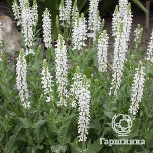 

Шалфей (сальвия) дубравный Шнеехугель