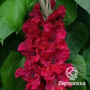 

Гладиолус Исполин