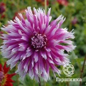 

Георгина Тэйбл Данс бахромчатая