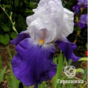 

Ирис бородатый Арпеж