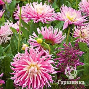 

Георгина Старс Фейворит бахромчатая