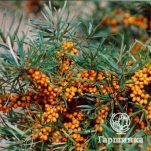 

Облепиха Витаминная