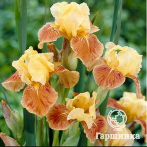 

Ирис бородатый Голден Маффин