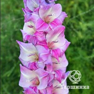 

Гладиолус Голубая красота