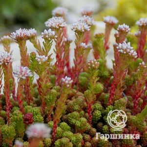 

Очиток (седум) Лидийский