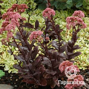 

Очиток (седум) Чоколат Дроп