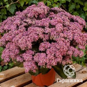 

Очиток (седум) отогнутый Клауд Уолкер