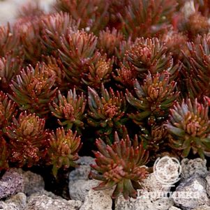 

Очиток (седум) отогнутый Шоколад Бол