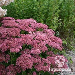 

Очиток (седум) Бриллиант