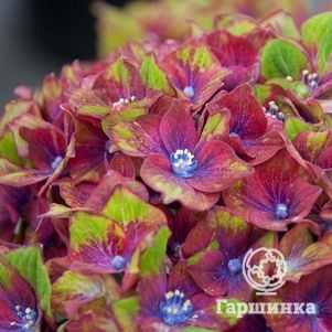 

Гортензия Шлосс Вакербарт крупнолистная (макрофила)