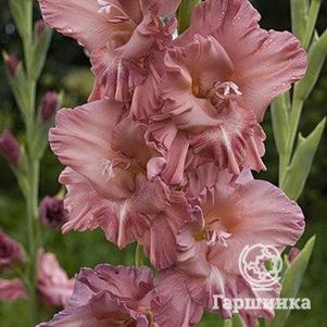 

Гладиолус Шоколадница