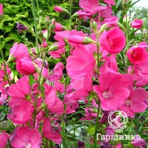 

Сидальцея Бриллиант