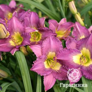 

Лилейник Сайлент Сентри