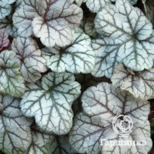 

Гейхера Силвер Скроллс