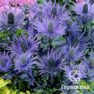 

Синеголовник Блю Стар