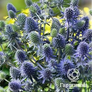 

Синеголовник плосколистный