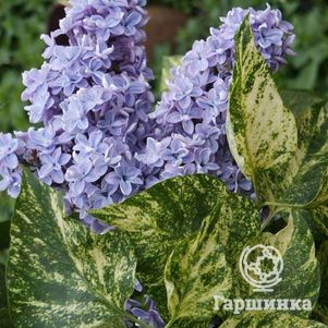 

Сирень Акубуфолия