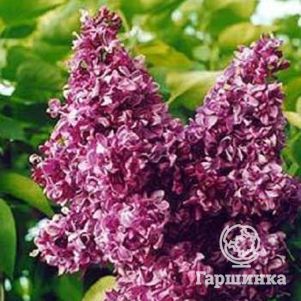 Сирень Миссис Эдвард Хардинг