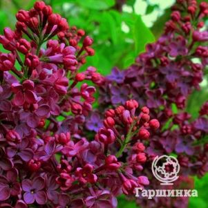 Сирень Знамя Ленина