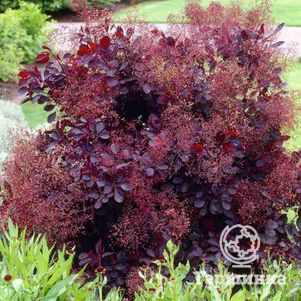 

Скумпия Роял Перпл