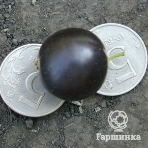 

Смородина Ядреная черная