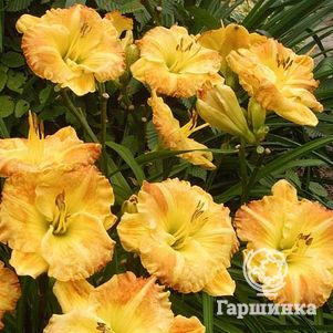 

Лилейник Смаглерс Голд