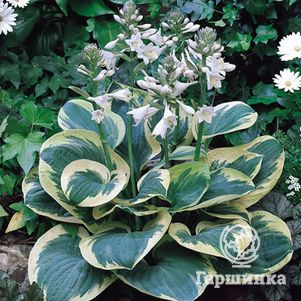 

Хоста Сноу Кап (M)