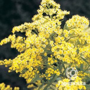 

Солидастер желтый Леморе (Бисерная астра)