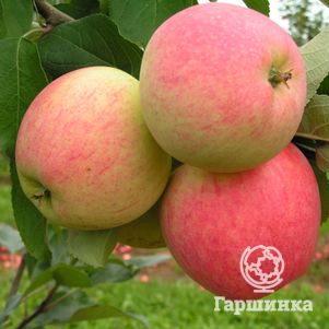 

Яблоня Мечта