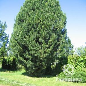 

Сосна кедровая европейская