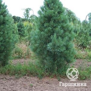 

Сосна Веймутова Фастигиата