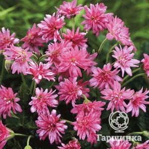 

Герань садовая Саускамбе Дабл