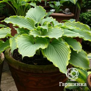 

Хоста Спартакус (M)