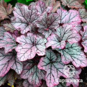 

Гейхера Спеллбаунд