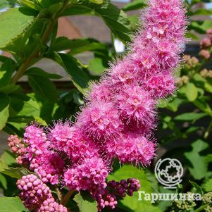 

Спирея Билларда