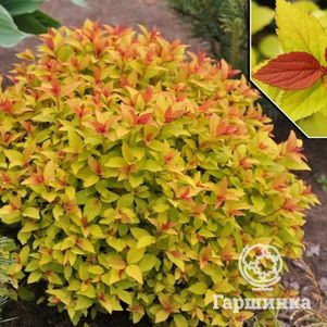 

Спирея японская Файерлайт