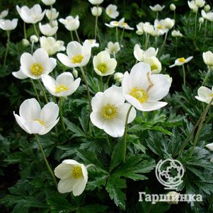 

Анемона (Ветреница) лесная