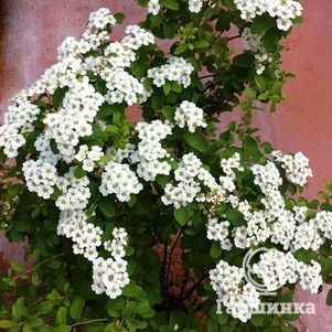 

Спирея ниппонская Халвардс Сильвер