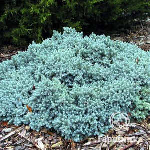 Можжевельник чешуйчатый Блю Стар