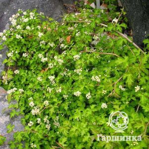 

Стефанандра Криспа